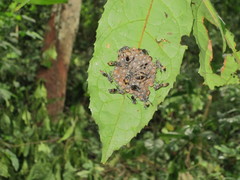 Ropalidia guttatipennis