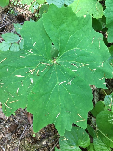 Image of Achlys californica by (c) Ed Alverson, some rights reserved (CC BY)