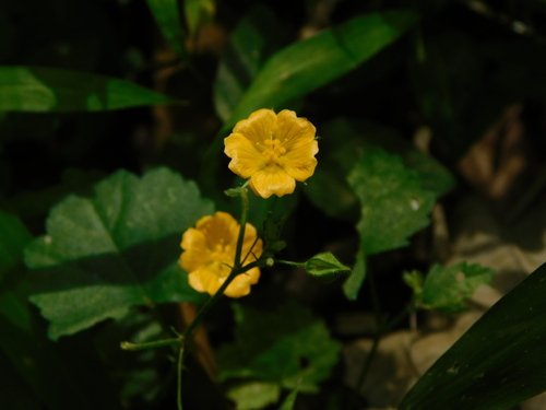 Sida javensis observed 2023-06-14