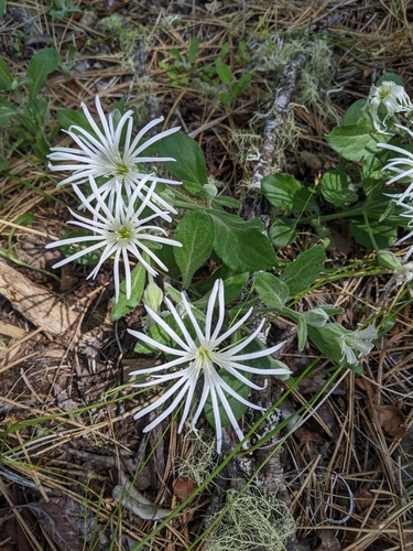 Image of Silene nelsonii by (c) Kayla Sweeten, some rights reserved (CC BY)