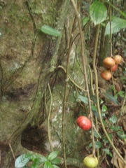 Ficus sur
