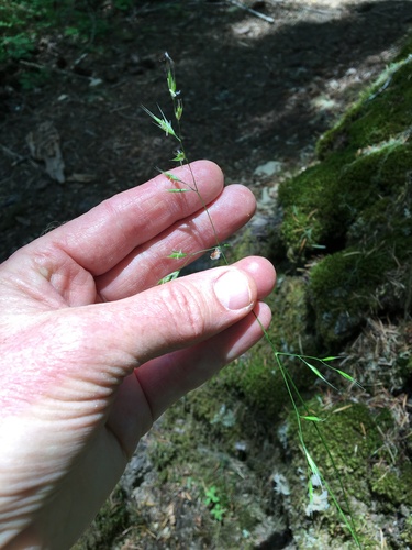 Image of Festuca occidentalis by (c) Ed Alverson, some rights reserved (CC BY)