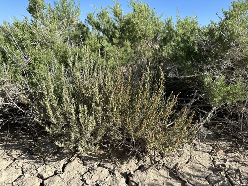 Atriplex gardneri var. bonnevillensis