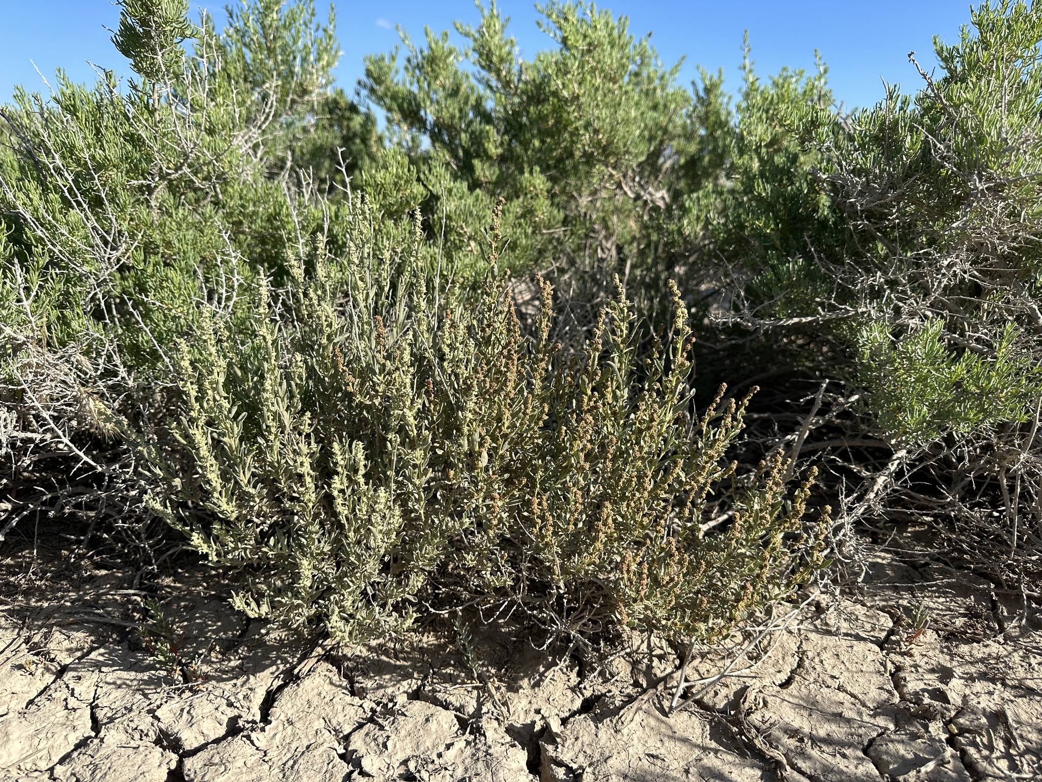 Atriplex gardneri var. bonnevillensis