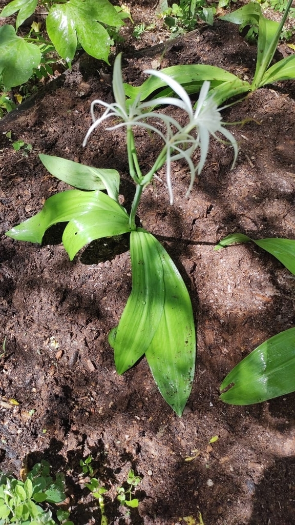 Lirio araña