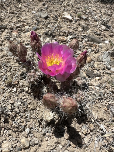 Image of Micropuntia pulchella by (c) Matt Berger, some rights reserved (CC BY)