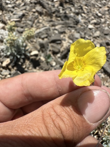 Image of Linum subteres by (c) Matt Berger, some rights reserved (CC BY)