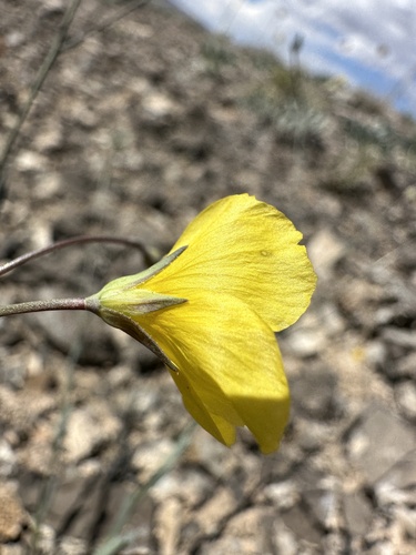 Image of Linum subteres by (c) Matt Berger, some rights reserved (CC BY)