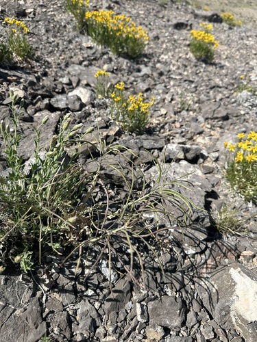 Image of Shockley's Rockcress (Boechera shockleyi) by (c) Matt Berger, some rights reserved (CC BY)