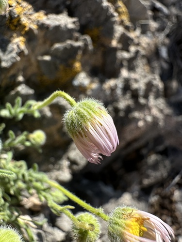 Image of Erigeron concinnus by (c) Matt Berger, some rights reserved (CC BY)