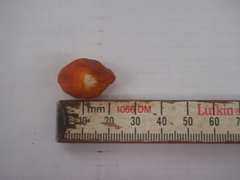 Alsodeiopsis schumannii