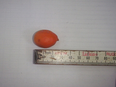 Alsodeiopsis schumannii