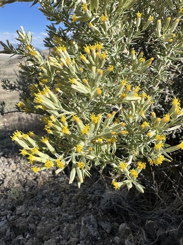 Image of Tetradymia nuttallii by (c) Matt Berger, some rights reserved (CC BY)
