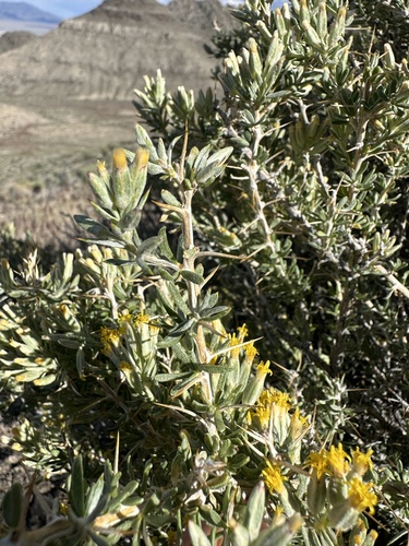 Image of Tetradymia nuttallii by (c) Matt Berger, some rights reserved (CC BY)