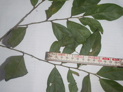 Alsodeiopsis schumannii