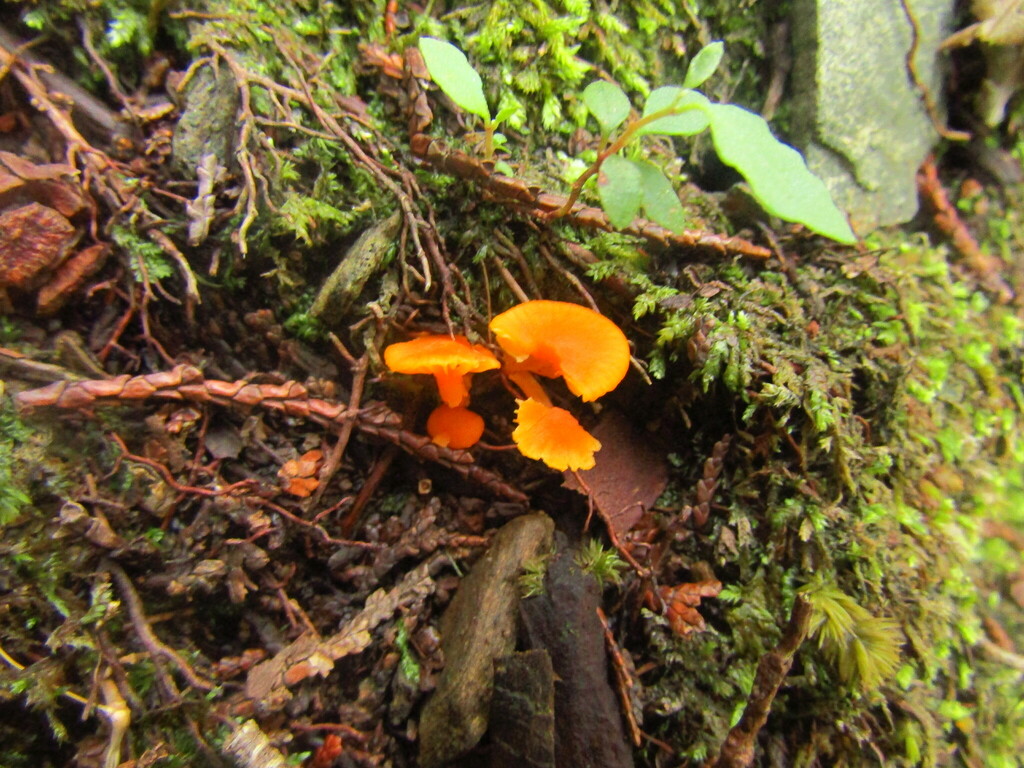 Hygrocybe · June 2023 · photo: © geologyistheway (iNaturalist, cc-by)