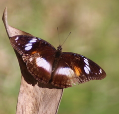 Hypolimnas bolina nerina