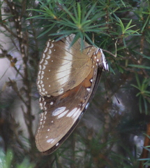 Hypolimnas bolina nerina