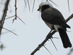 Eurocephalus ruppelli