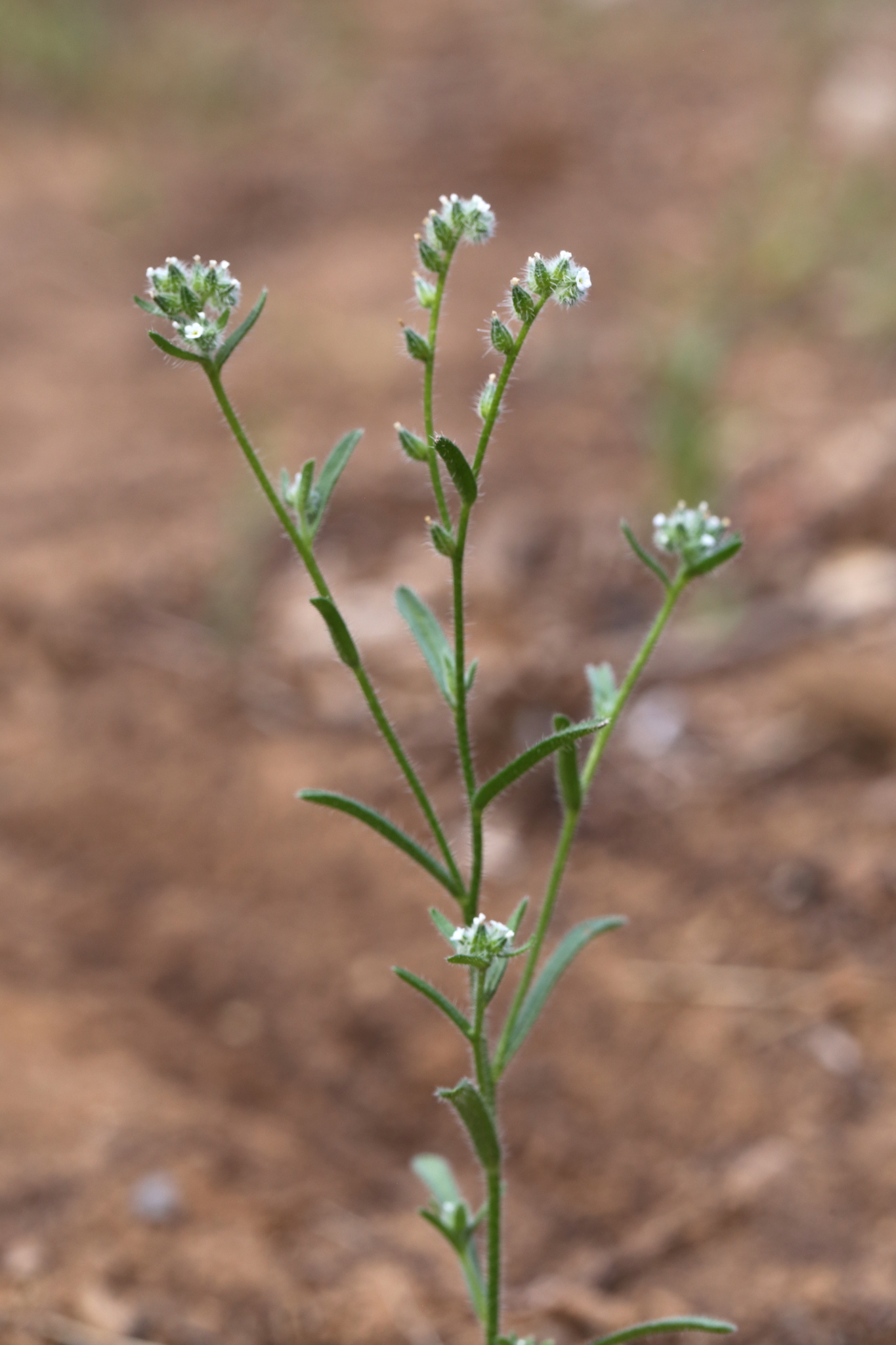 Cryptantha watsonii