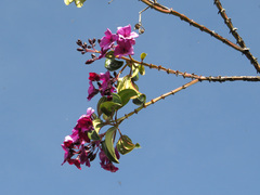 Meriania nobilis