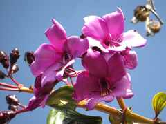 Meriania nobilis