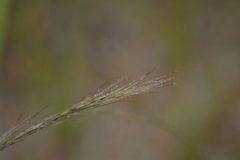 Aristida basiramea