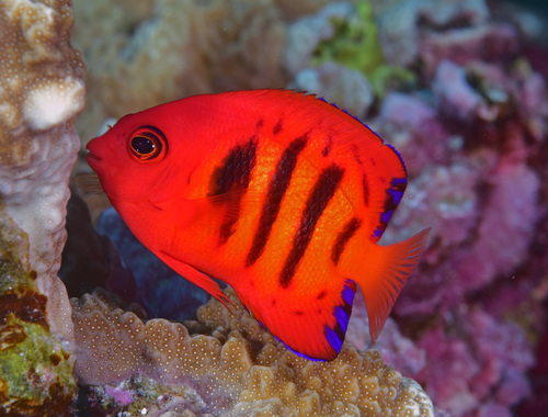 Flame angelfish (Centropyge loriculus) — Pomacanthidae — 2