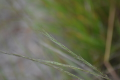 Aristida basiramea