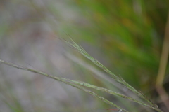 Aristida basiramea