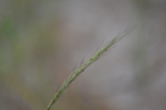 Aristida basiramea