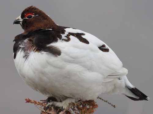 Moerassneeuwhoen (Lagopus lagopus)