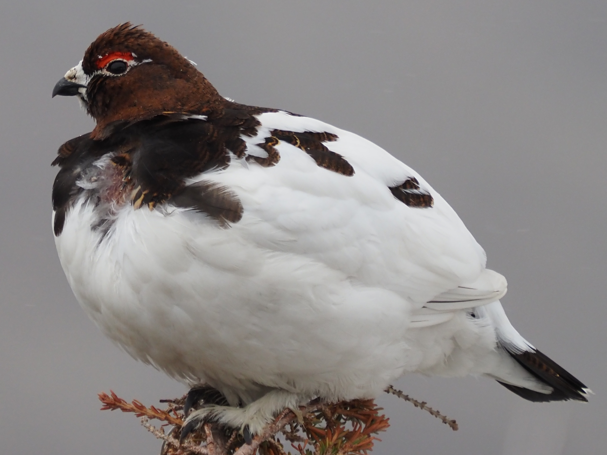 Willow Ptarmigan (Lagopus lagopus)
