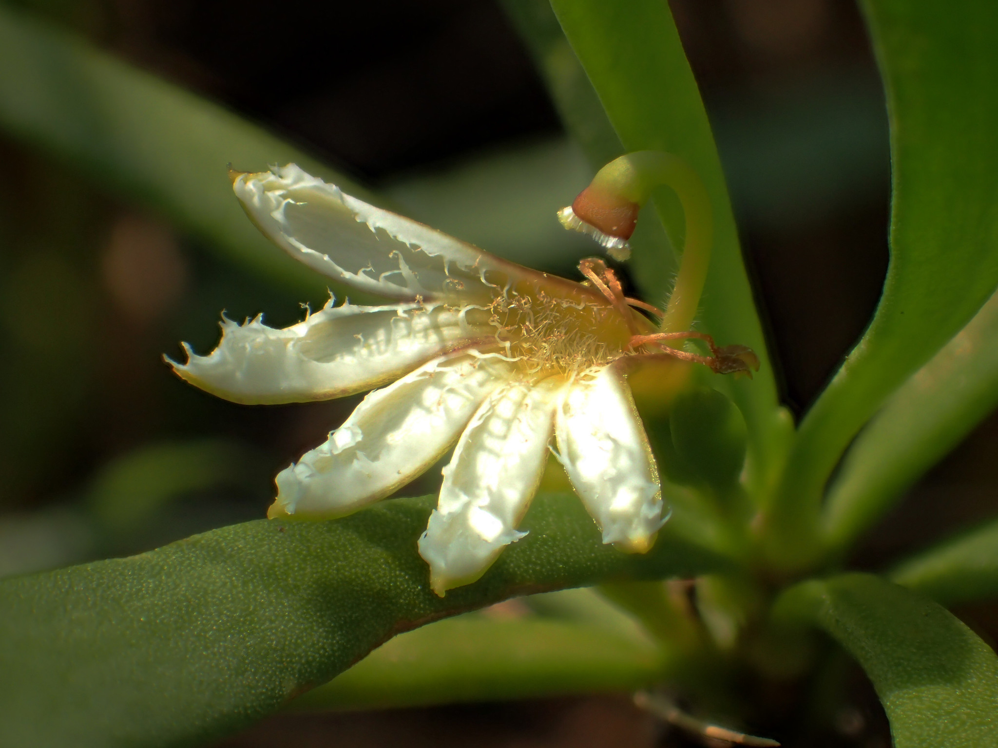Scaevola