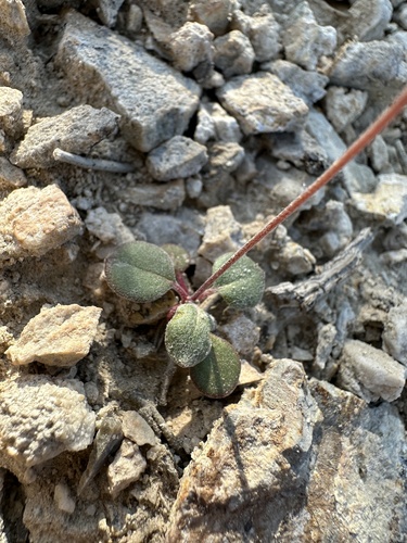Image of Johanneshowellia puberula by (c) Matt Berger, some rights reserved (CC BY)