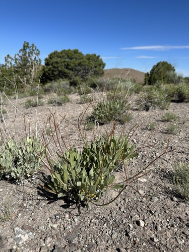 Image of Eriogonum artificis by (c) Matt Berger, some rights reserved (CC BY)