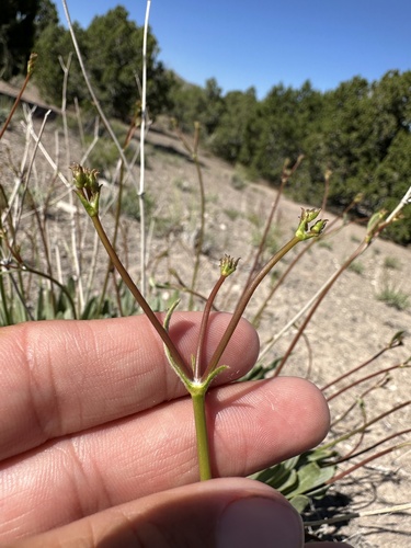 Image of Eriogonum artificis by (c) Matt Berger, some rights reserved (CC BY)
