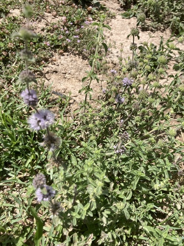 Avistamiento Mentha pulegium