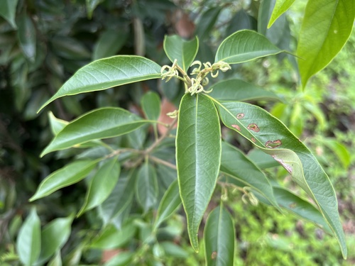 Lithocarpus taitoensis