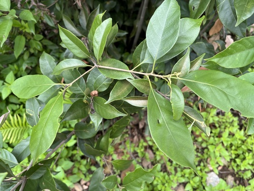 Lithocarpus taitoensis, photograph 1
