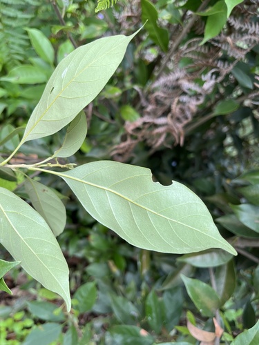 Lithocarpus taitoensis, photograph 2