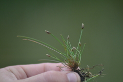 Eleocharis atropurpurea