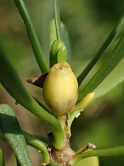 Scaevola hainanensis