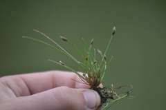 Eleocharis atropurpurea