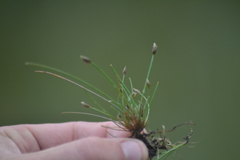 Eleocharis atropurpurea