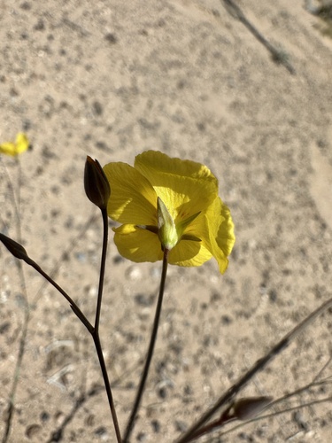 Image of Linum subteres by (c) Matt Berger, some rights reserved (CC BY)