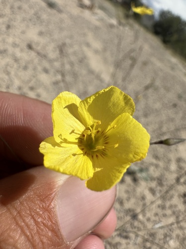 Image of Linum subteres by (c) Matt Berger, some rights reserved (CC BY)