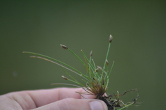 Eleocharis atropurpurea