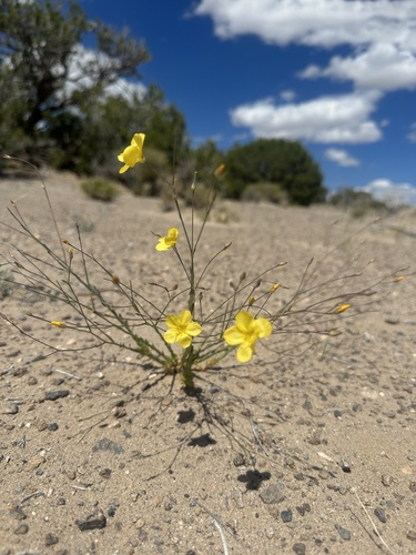Image of Linum subteres by (c) Matt Berger, some rights reserved (CC BY)