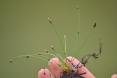 Eleocharis atropurpurea